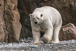 Экспедиционный круиз на остров Врангеля с посещением мыса Дежнёва на судне класса «люкс» SH Minerva рис.2