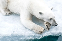 Экспедиционный круиз на Шпицберген «Исследуем Шпицберген на частной яхте»  рис.3