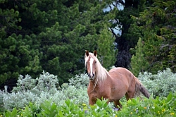 Комбинированный тур на Алтае «К Каракольским озерам и Нижняя Катунь» рис.4