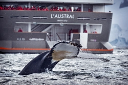 Экспедиционный круиз в Антарктику «Южная Георгия, Фолклендские острова и Антарктический полуостров» на мега-яхте L’Austral рис.2