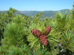 Экскурсионно-активный тур на Байкал «Байкал Великий» рис.2