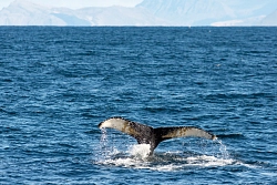 Экспедиционный круиз в Исландию на судне Scenic Eclipse «Загадочная Исландия», 10 дней рис.4