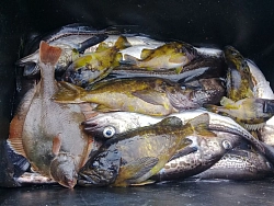 Рыболовный тур в Магаданской области «Морская и речная рыбалка с проживанием на базе отдыха», 7 дней рис.4