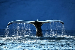 Экспедиционный круиз на Шпицберген «Исследуем Шпицберген на частной яхте»  рис.5