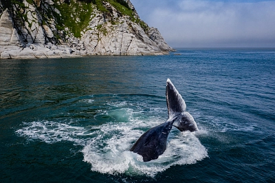 Экспедиционный тур на Шантарские острова «Встреча с китами в бухте Врангеля» рис.1