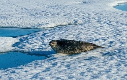 Экспедиционнный тур в Арктику «Через мыс Челюскин до Северной Земли» рис.2