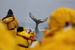 Экспедиционный круиз к Антарктическому полуострову на мега-яхте класса «люкс»  Le Boreal рис.3