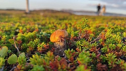 Комбинированный тур на Кольский полуостров «Северные красоты» рис.3