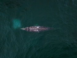 Экспедиционный круиз на Дальний Восток «От Чукотки до Камчатки с посещением Командорских островов» на судне «Профессор Хромов» рис.5