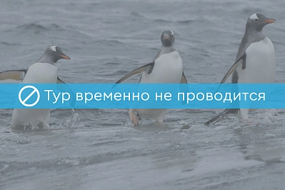 Экспедиционный круиз в Антарктиду на борту судна класса «люкс» Silver Explorer (с перелетом через пролив Дрейка)