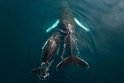 арктические поселения в Гренландии во время активного маршрута
