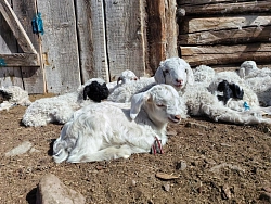 Комбинированный тур в Тыву «Серебряные горы» рис.3