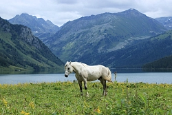 Треккинг на Алтае «Озеро Тайменье и восемь перевалов» рис.3