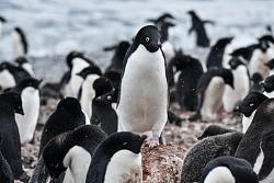 Экспедиционный круиз в Антарктику «Большое Южное путешествие» на мега-яхте класса «люкс»  L'Austral рис.5