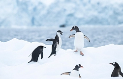 Экспедиционный круиз на мега-яхте SH Minerva «Эхо морей. Фантастическое путешествие из Антарктиды в Новую Зеландию» рис.3