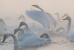 Экскурсионный тур на Алтае «7 чудес Алтая» (Новый год) рис.2