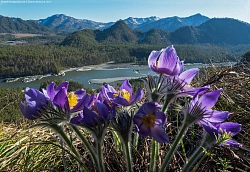Экскурсионный тур на Алтае «7 чудес Алтая. Цветение Маральника» рис.4