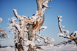 Комбинированный тур в Карелии «В диких карельских лесах. Путешествие к подножию горы Воттоваара» рис.5