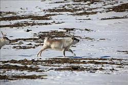 Калейдоскоп севера. Арктические приключения, 8 дней рис.3
