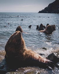 Комбинированный тур в Магаданской области «Жемчужины Охотского моря. Ямские острова и полуостров Пьягина» рис.5