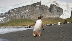 Экспедиционный круиз к Антарктическому полуострову «Вся Антарктика в одном путешествии» на судне «Си Спирит» (23 дня) рис.3
