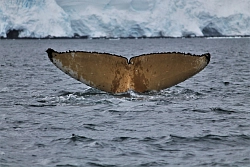 Экспедиционный круиз к Антарктическому полуострову на мега-яхте класса «люкс»  Le Boreal рис.5