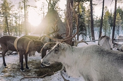 Экскурсионный тур на Кольский полуостров «Бриз Баренцева моря» рис.5