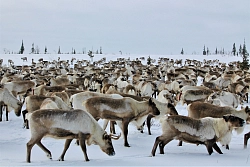 Экскурсионный тур на Ямал «В гости к оленеводам Ямала» рис.3