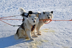 Активно-экскурсионный тур в Якутии «Оймякон + Этнофестиваль «Полюс Холода»»  + Ленские столбы» рис.5