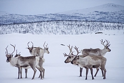 Этнографический тур на Ямал «ЧУМовая жизнь» рис.3
