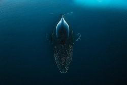 Парусная экспедиция к Антарктическому полуострову на судне Scorpius (с перелетом через пролив Дрейка) рис.3