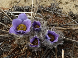 Пеший тур в Забайкалье «Приключения в Чарской пустыне» рис.4