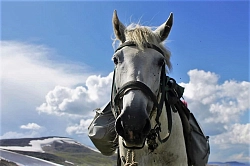Конный тур на Алтае по Теректинскому хребту «Священная долина» рис.2