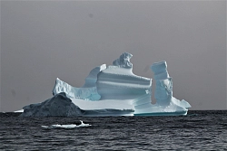 Экспедиционный круиз к Антарктическому полуострову на судне ледового класса Hondius с наблюдением за китами рис.2