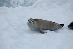 Экспедиционный круиз к Антарктическому полуострову на судне ледового класса Hondius с наблюдением за китами рис.4