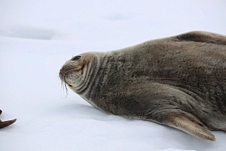 Парусная экспедиция к Антарктическому полуострову на судне Eldorado (с однократным перелетом через пролив Дрейка) (Пунта-Аренас – Ушуайя) рис.5