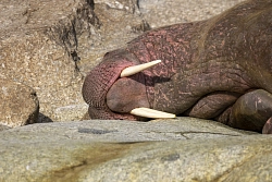 Экспедиционный круиз на Чукотке на остров Врангеля «Арктическая Одиссея»  на судне «Профессор Хромов» рис.2