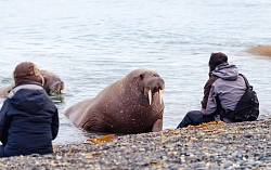 Наблюдение за моржами