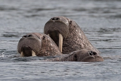 Экспедиционный круиз на Чукотку с посещением мыса Дежнёва на судне «Профессор Хромов» рис.4