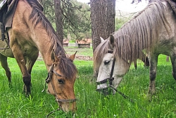 Конный тур в Башкирии «По Уральским хребтам»  рис.4