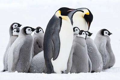 Активный тур в Антарктиду «Полет на Южный полюс и посещение колонии императорских пингвинов» рис.1