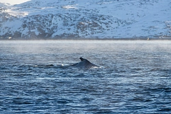 Экскурсионный тур на Кольский полуостров «В объятиях северных красот» рис.5