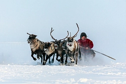 Day of reindeer herders in Yamal рис.2