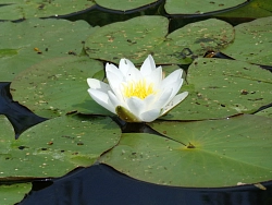 Сплав на байдарках по реке Медведица в Тверской области с машиной сопровождения на майские праздники рис.3