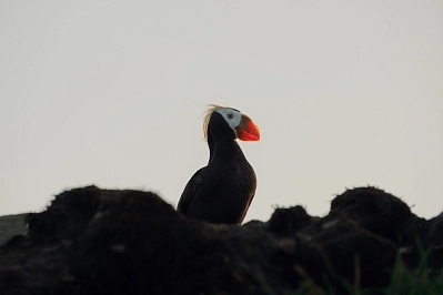 Экспедиционный круиз с посещением Командорских островов на судне «Академик Шокальский» (6 дней) рис.1